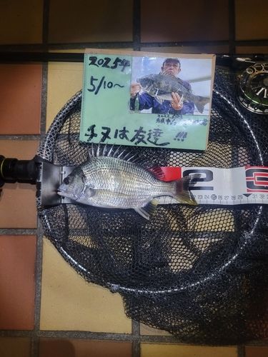 キチヌの釣果
