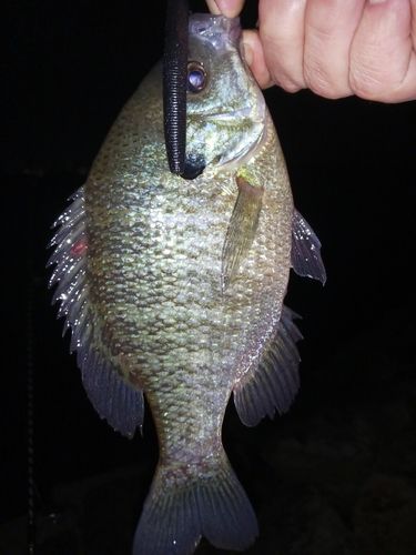ブルーギルの釣果