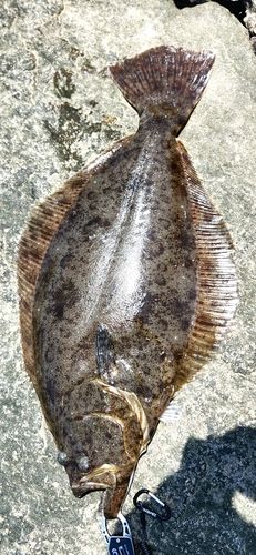 ヒラメの釣果