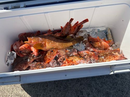 アラカブの釣果