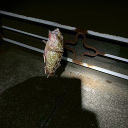 カサゴ