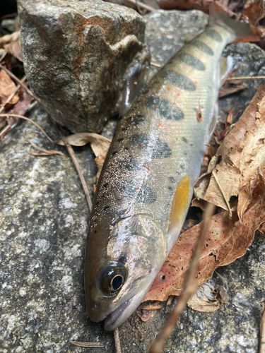 アマゴの釣果