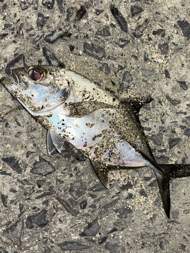 ギンガメアジの釣果