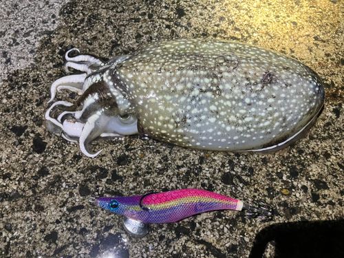 シリヤケイカの釣果