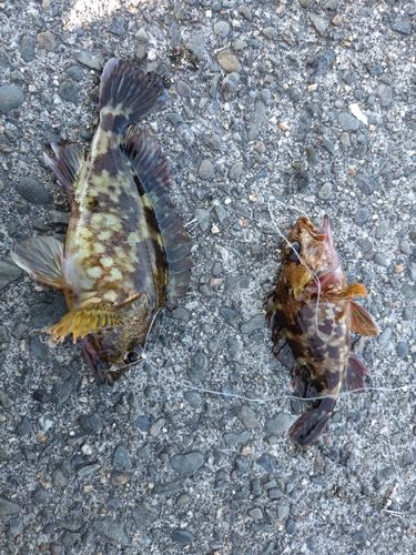 ガシラの釣果