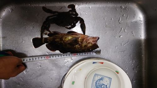 カサゴの釣果