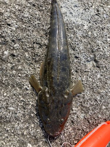 マゴチの釣果