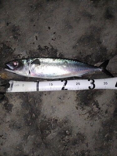 サバの釣果