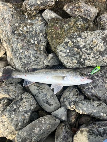 スズキの釣果