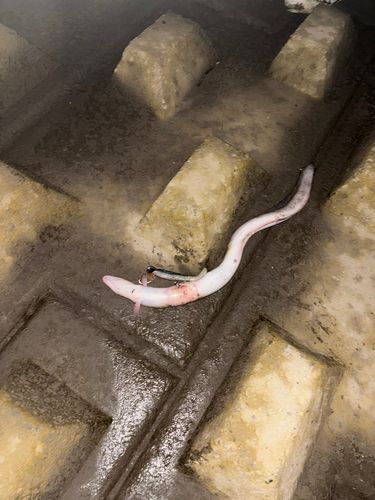 ウナギの釣果