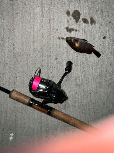 メバルの釣果