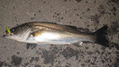 シーバスの釣果