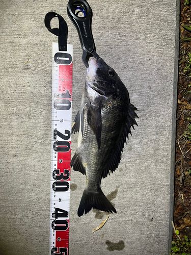クロダイの釣果