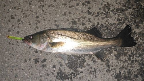 シーバスの釣果