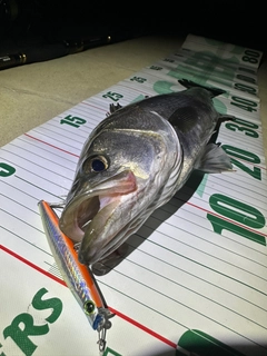 シーバスの釣果