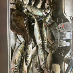 アジ