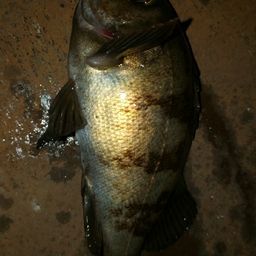 アカメバル