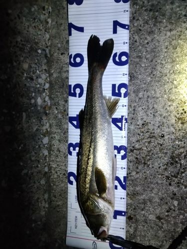 シーバスの釣果