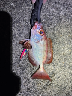 キントキダイの釣果