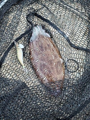 コウイカの釣果