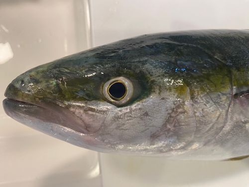 メジロの釣果