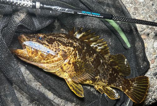 タケノコメバル