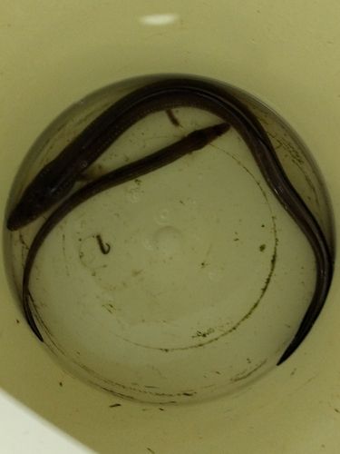アナゴの釣果