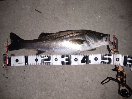 シーバスの釣果