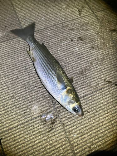 ボラの釣果
