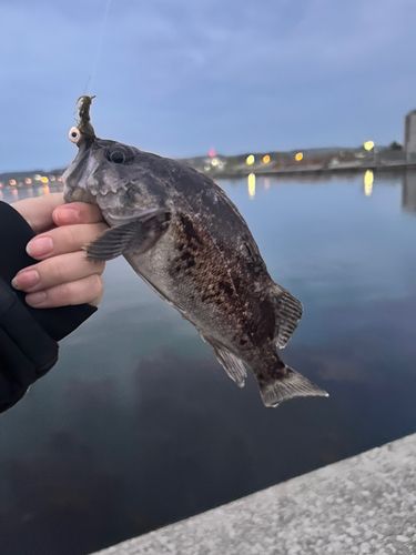 ソイの釣果