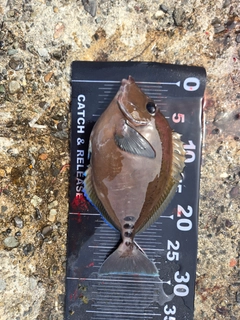 ニザダイの釣果
