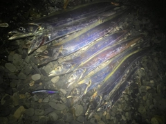 タチウオの釣果