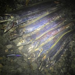 タチウオ