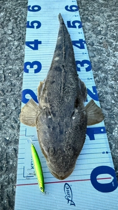 マゴチの釣果