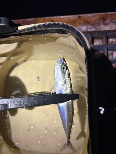 サバの釣果