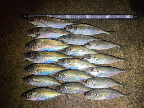 アジの釣果