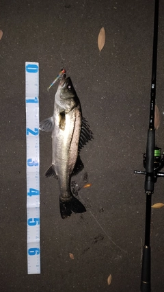 シーバスの釣果