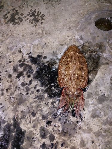 モンゴウイカ