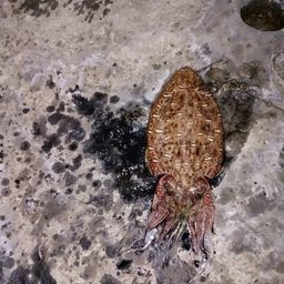 モンゴウイカ
