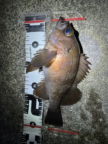 メバルの釣果