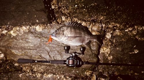 チヌの釣果