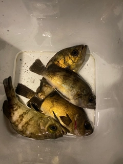 シロメバルの釣果