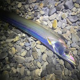 タチウオ
