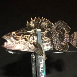 タケノコメバル