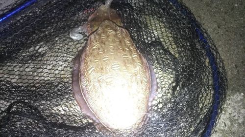 コウイカの釣果