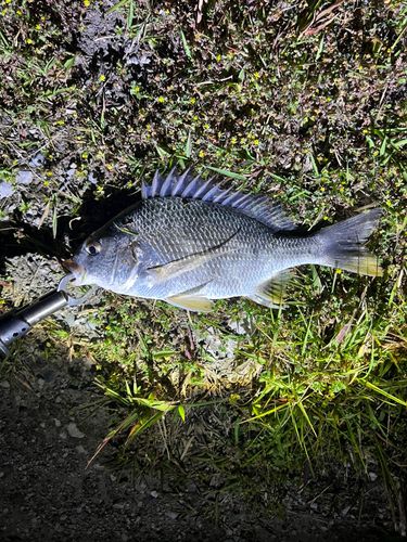 キビレの釣果