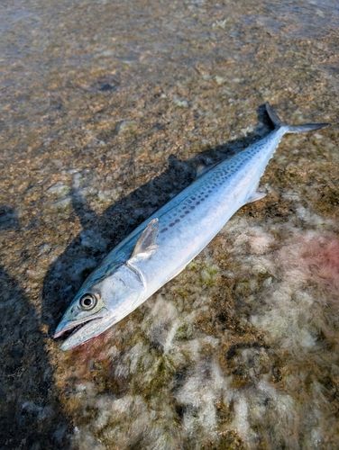 サゴシの釣果