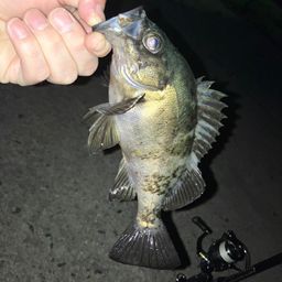 メバル