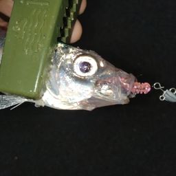 アジ