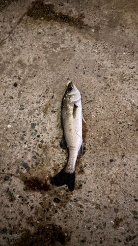 セイゴ（マルスズキ）の釣果